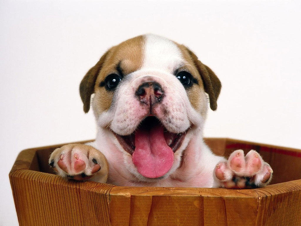 cachorro honey
