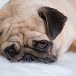 Dicas de banho no seu PET durante o inverno. 18 cachorro-triste_pet