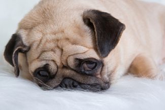 cachorro-triste_pet