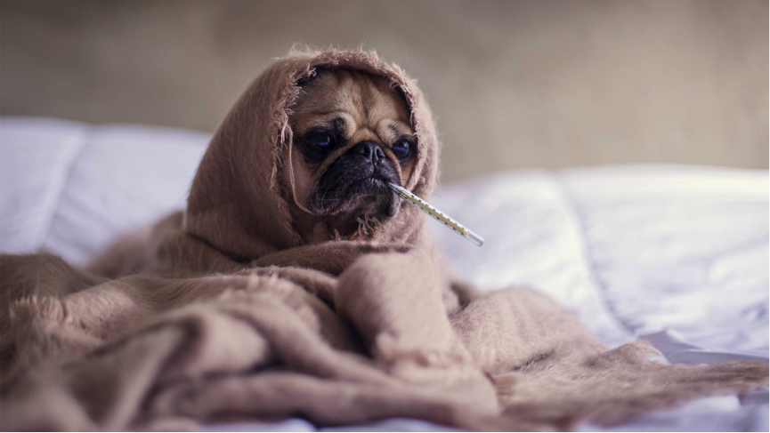 Porque usar Roupas nos Animais de Estimação no Inverno? 5