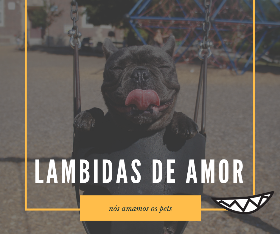 cachorro dando carinho
