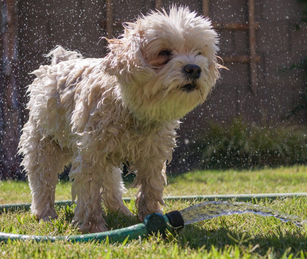 cães adoram um banho