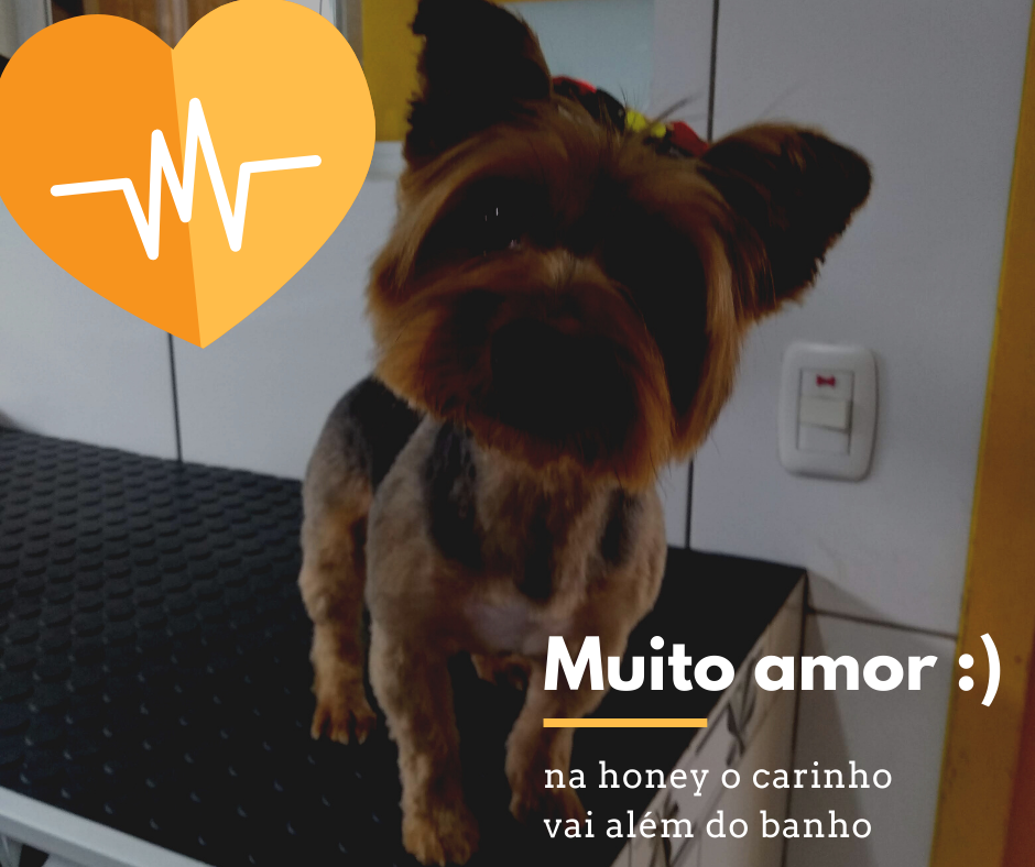 pet da honey petshop