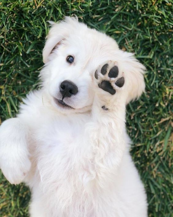cachorro pedindo carinho