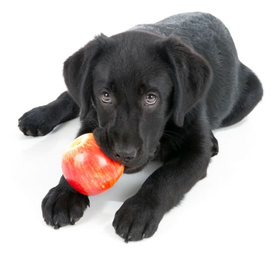cachorro comendo fruta