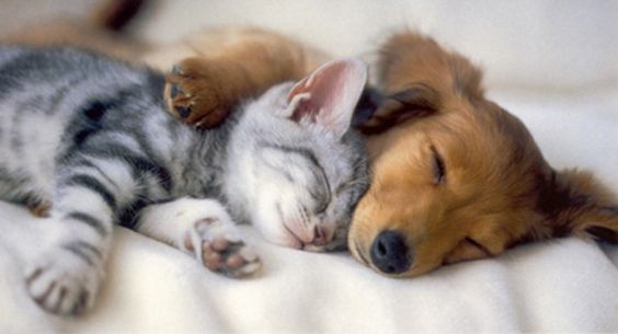 cachorro ou gato. 