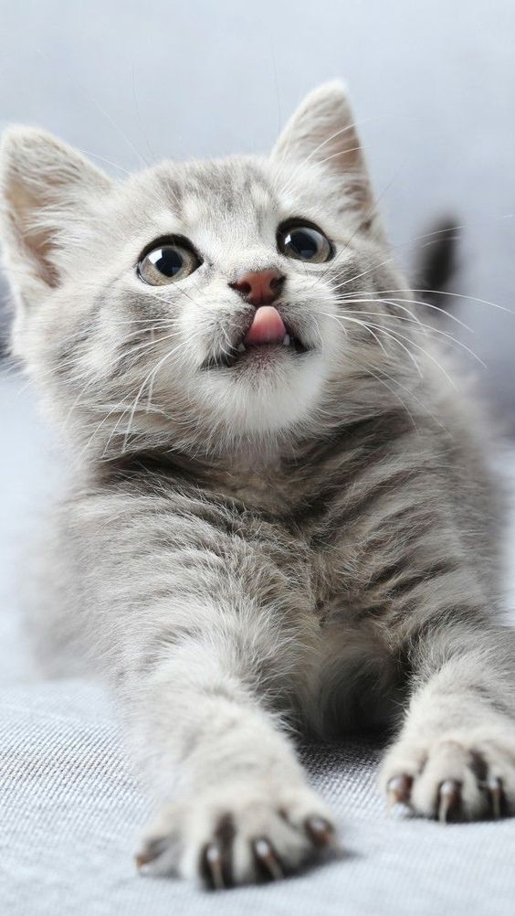 gato fofinho
