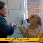 marga-dog-banho