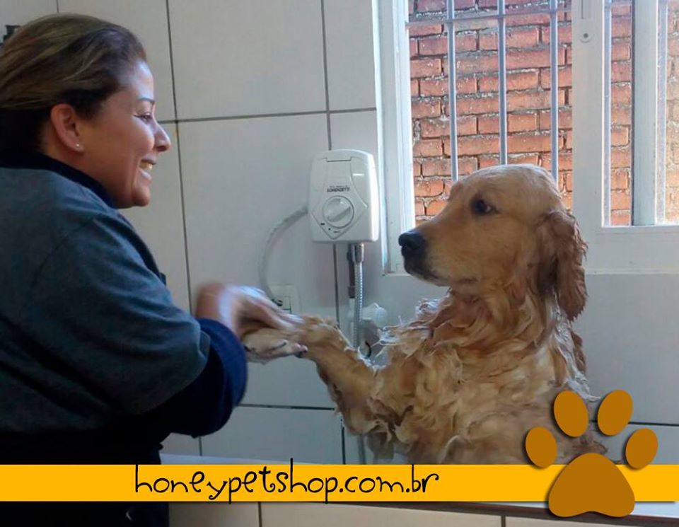 A importância de cuidar e amar os cachorros e gatos no momento do banho e tosa. 8
