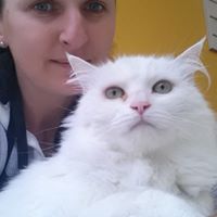 A importância de cuidar e amar os cachorros e gatos no momento do banho e tosa. 4