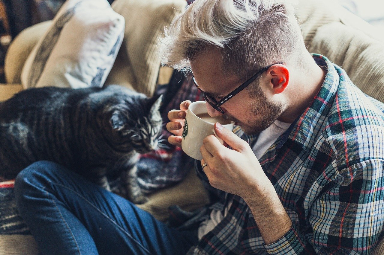 gato com o seu petlover