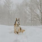 Descubra a importância da hidratação nos pelos do seu PET e os cuidados que a Pet shop tem que ter para deixar o seu cachorro de boa. 5 Frio pra cachorro