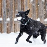 Descubra a importância da hidratação nos pelos do seu PET e os cuidados que a Pet shop tem que ter para deixar o seu cachorro de boa. 4 Cachorro brincando na neve