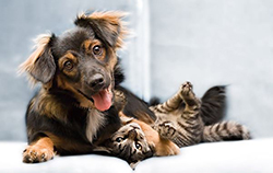 cachorro e gato brincando