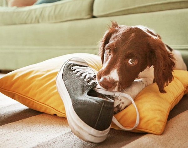 Cachorro agitado