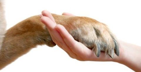 corte de unha honey petshop