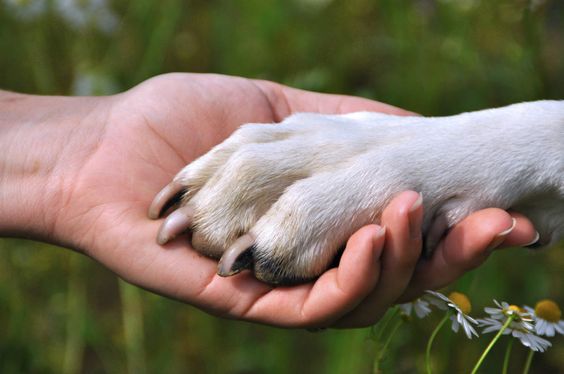 Unha do cachorro