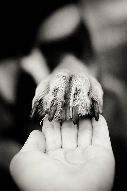 Unha do cachorro