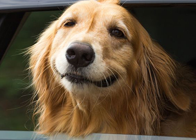 cachorro pronto para passear de carro