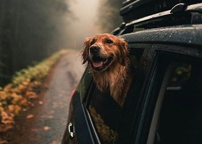 cachorro pronto para passear de carro