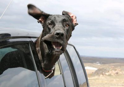 cachorro pronto para passear de carro