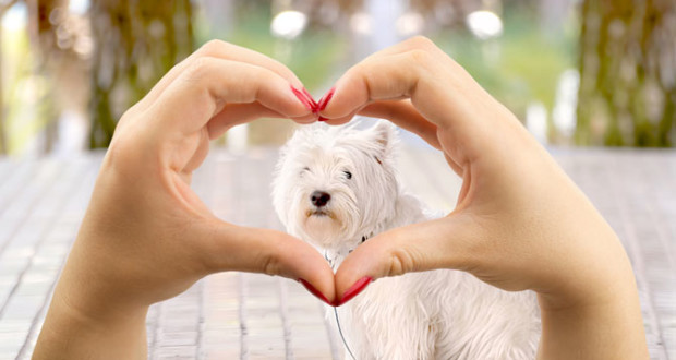 petlover