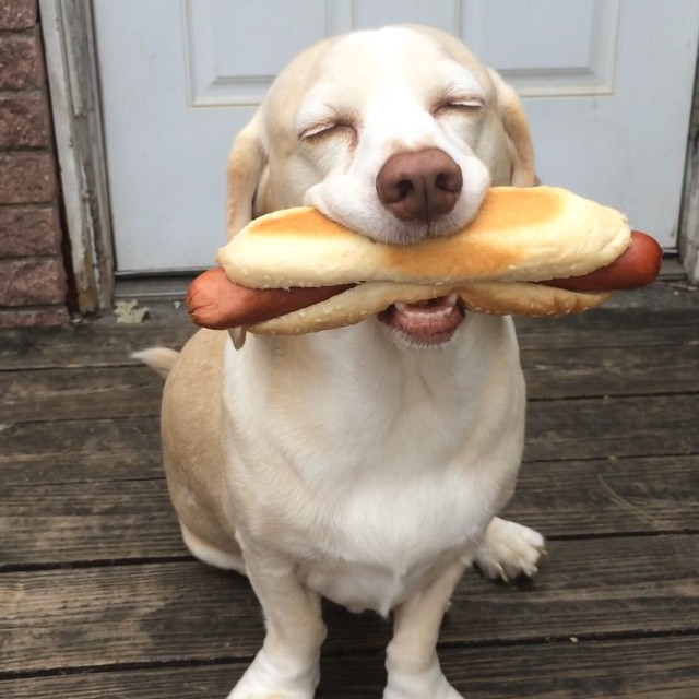 cachorro comida honey petshop