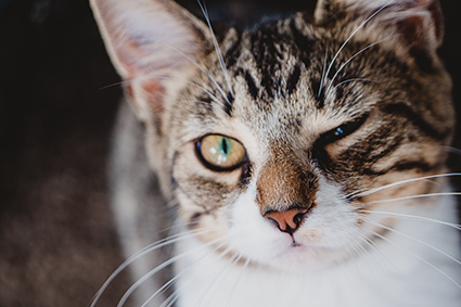 gato querido pet