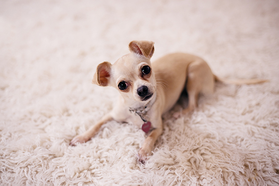 Cachorro Chihuahua