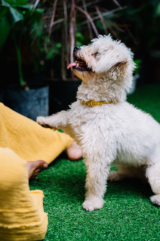 cachorro poodle