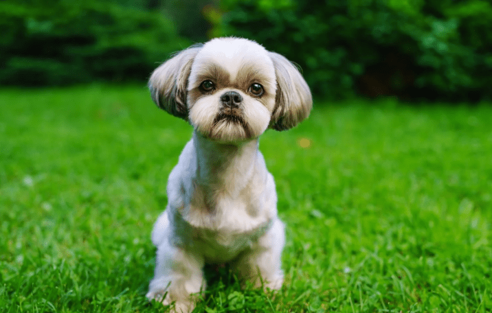 cachorro Shih-tzu