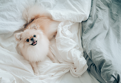 cachorro spitz