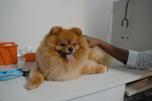 veterinária de cachorro