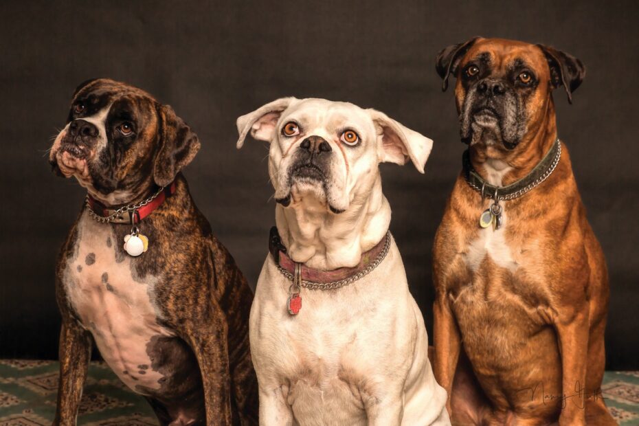 cachorros tosa petshop