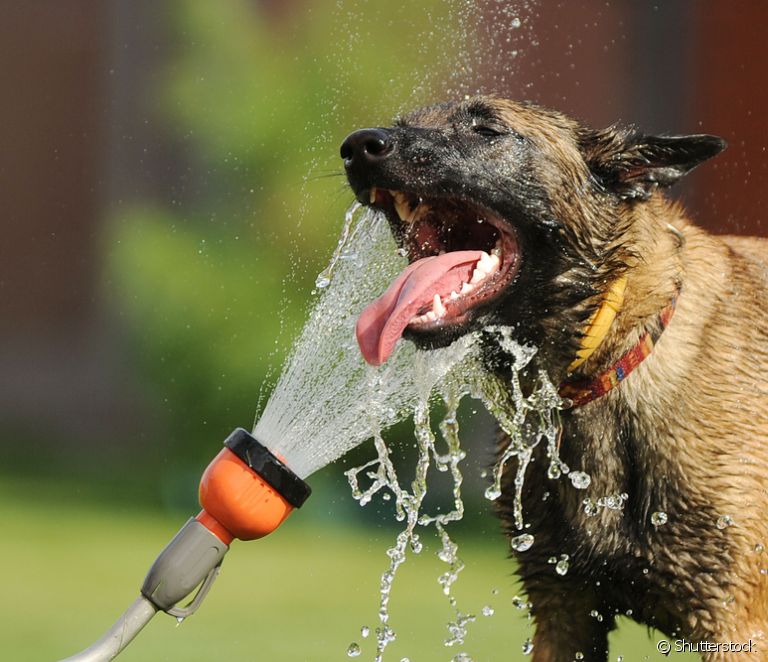 Altas temperaturas no RS nesta semana podem prejudicar seus animais de estimação. 7 cachorro destaque blog