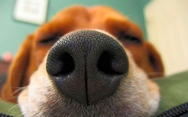 olfato cachorro