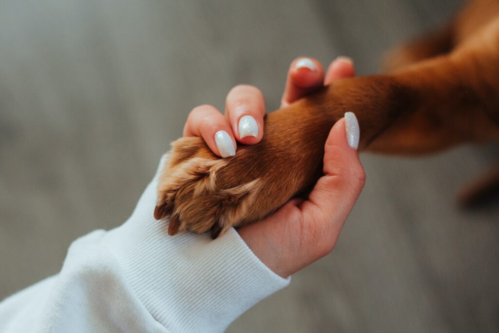 Cuidados com os cachorros idosos