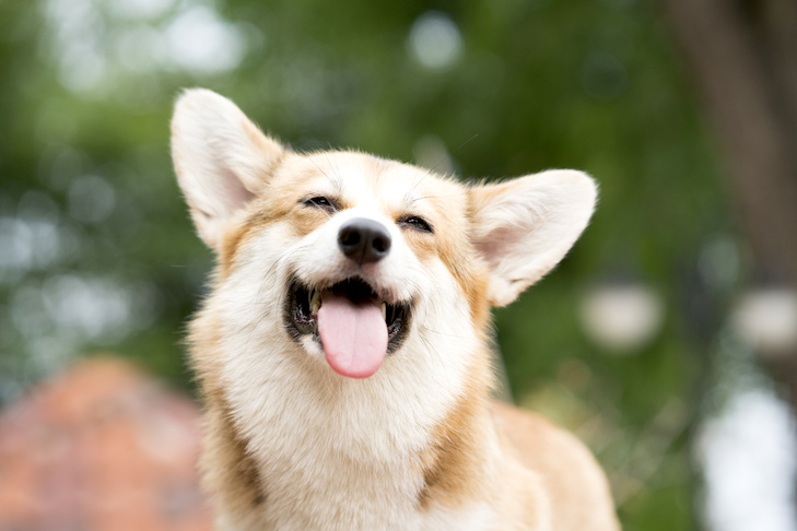atendimento veterinario cachorro