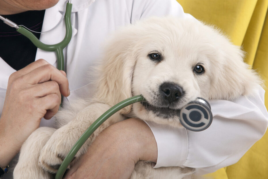 atendimento veterinario