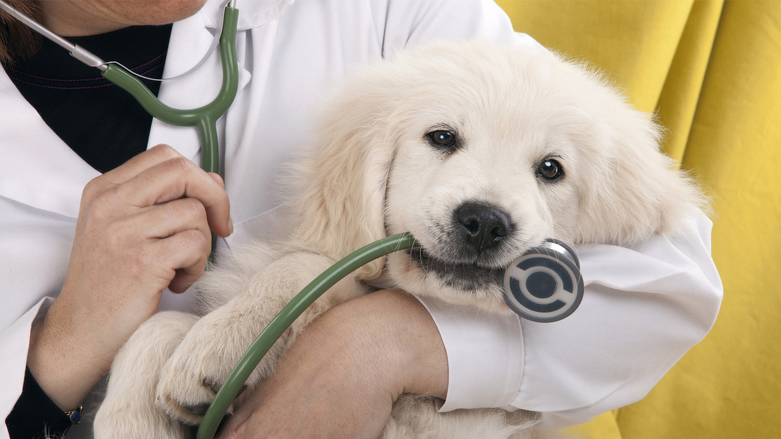 veterinaria caxias do sul