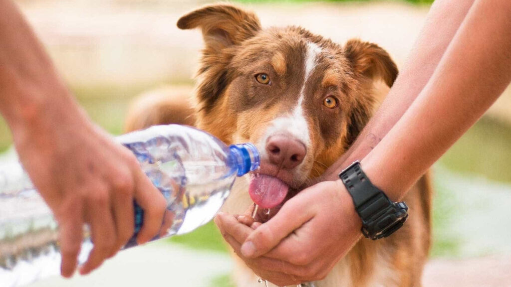 agua para cachorro no verão