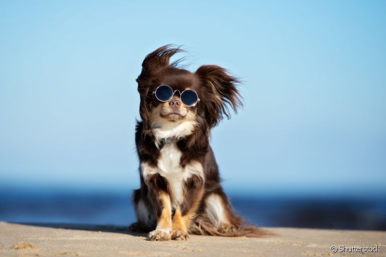 SEU PET NO VERÃO EM CAXIAS DO SUL