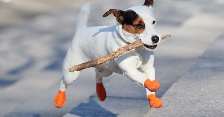 Cuidados essenciais para seu pet no verão em Caxias do Sul: Banho e Tosa, Petshop e mais. 1